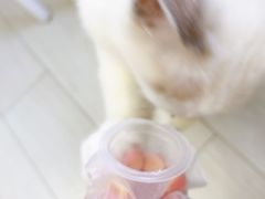 -喵的天空名猫咖啡馆·撸猫·猫舍·用品