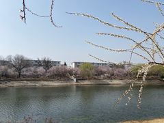 -桃花堤公园