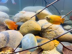 -Rabbit Cafe私房西餐甜点咖啡(栖霞路店)