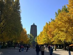 -玲珑塔公园