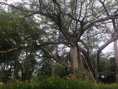 -瑞丽独树成林风景区