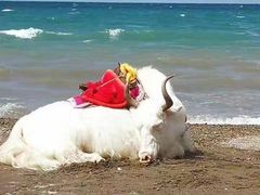 -青海湖国家重点风景名胜区