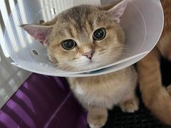 -派特宠物医院(圆融广场店)