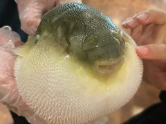 小可爱-肆月河豚·新淮扬(金融街店)