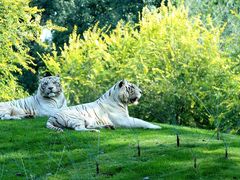 -北京野生动物园