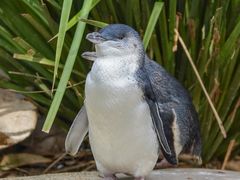 -费瑟代尔野生动物园