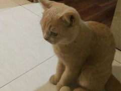 -东方名猫馆·英短金渐层布偶猫舍(环线广场1号楼店)