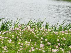 -洋湖国家湿地公园