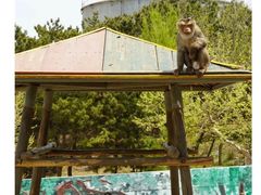 -西霞口神雕山野生动物世界