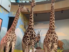 -陕西自然博物馆