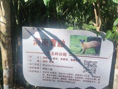 -海南霸王岭国家森林公园