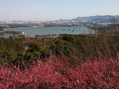 -香雪海