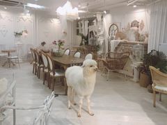 大堂-共舞时光猫咖·狗咖(新街口店)