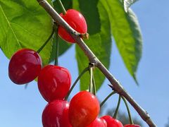 -樱桃山旅游景区