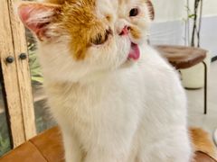 -共舞时光猫咖·狗咖(新街口店)
