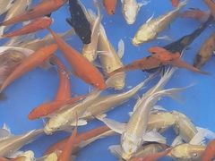 -华声天桥民俗文化园