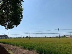 -小陆莲花蟹园农家乐(莲花岛店)