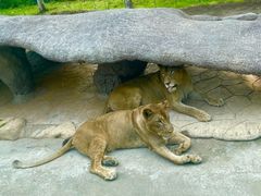 -北京野生动物园
