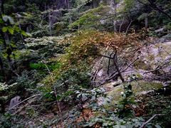 -内乡宝天曼生态旅游区