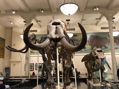 -美国自然历史博物馆