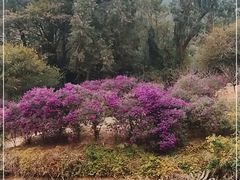 -南国桃园旅游度假区