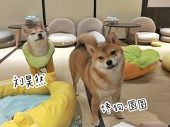-逗柴咖啡屋·狗咖猫咖宠物桌游