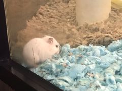 -宠物世家(仲盛世界商城店)