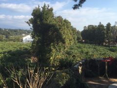 -朝安泰迪熊博物馆