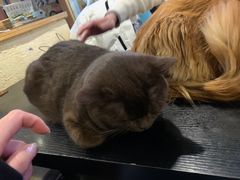 -猫小院猫主题咖啡厅(北锣店)