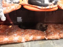 -猫咪博物馆(顶澳仔猫街店)