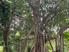 -中国科学院西双版纳热带植物园