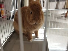 -more than meow吴止猫主题餐厅(承德 中船汇店)