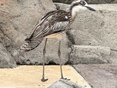 -可伦宾野生动物保护区