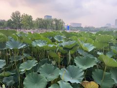 -莲花池公园
