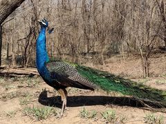 -北京野生动物园