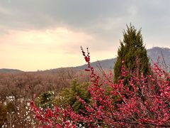 -梅花山(明孝陵内)