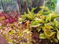 -中国科学院西双版纳热带植物园