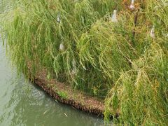 -青枫公园