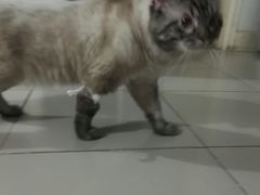 -瑞派·关忠动物医院·猫专科·犬专科(三环新城店)