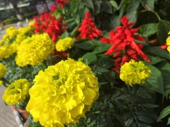 -广东花都香草世界旅游度假区