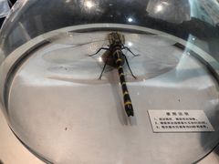 -浙江自然博物院(杭州馆)