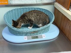 -纳吉亚猫专科动物医院博雅分院