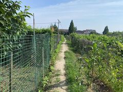 -南汇新场正宗水蜜桃采摘