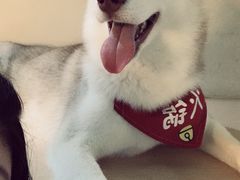 -Husky Go! 哈士奇体验馆·宠物咖啡厅狗咖