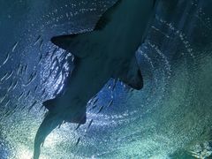 -海合安武汉极地海洋公园