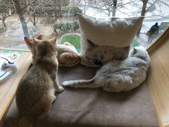 -猫和宫(六道口店)