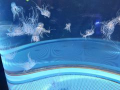 -西海国立公园九十九岛水族馆