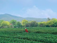 -中国茶叶博物馆(双峰馆区)