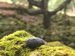 -广州白江湖森林公园