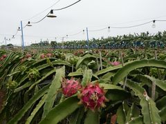 -硇洲岛旅游区